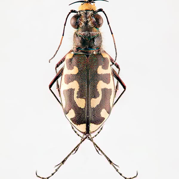 Cicindela hirticollis