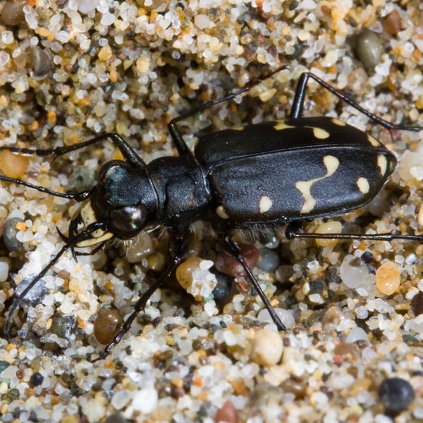 Cicindela oregona