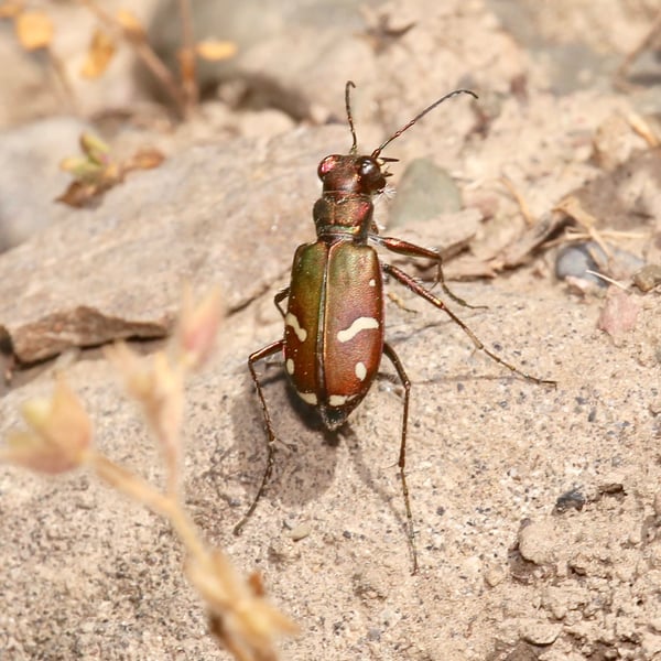 Cicindela purpurea