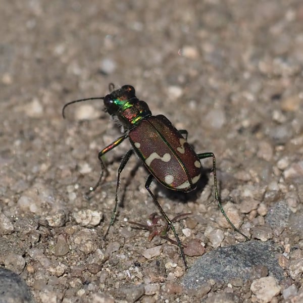 Cicindela limbalis