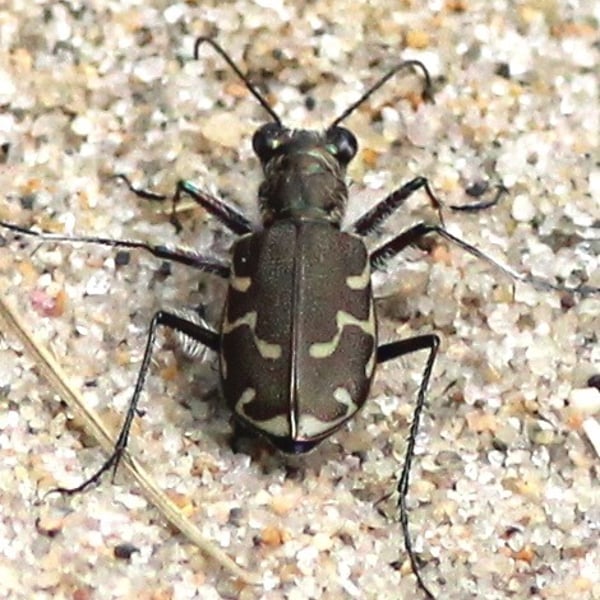 Cicindela repanda