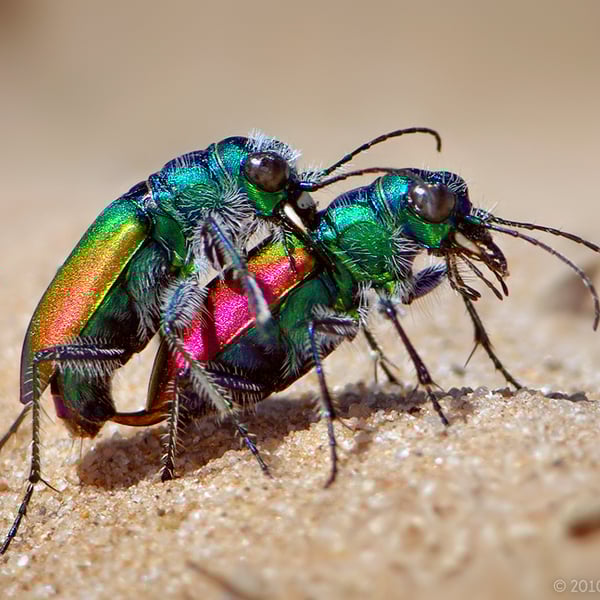 Cicindela scutellaris
