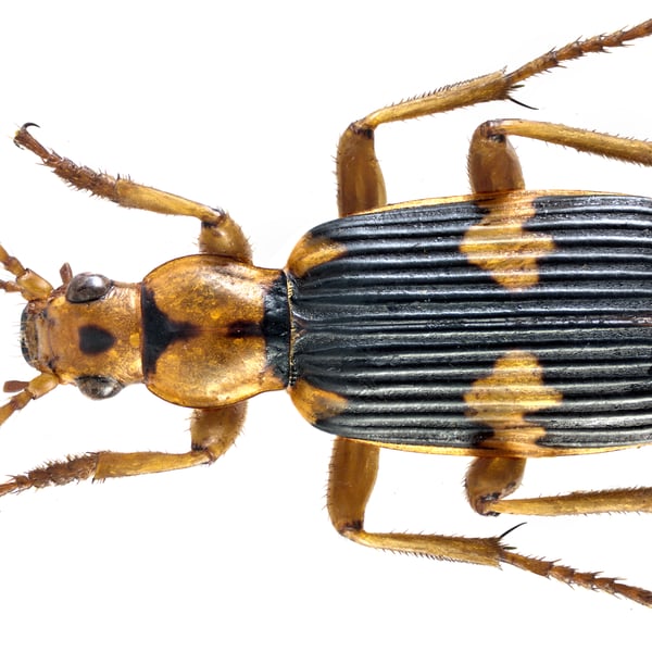 Pheropsophus
