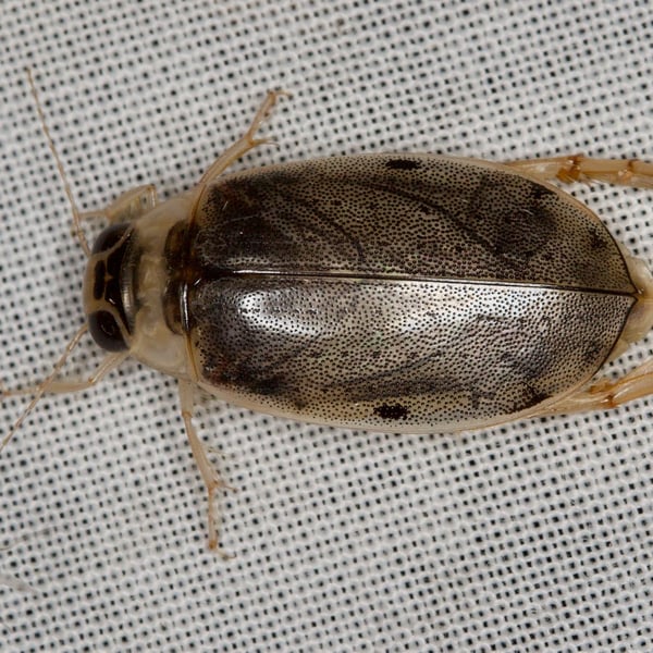 Dytiscidae