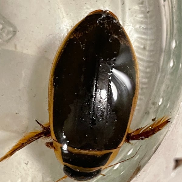 Dytiscus marginalis