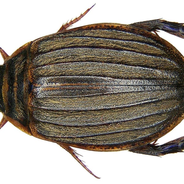 Acilius