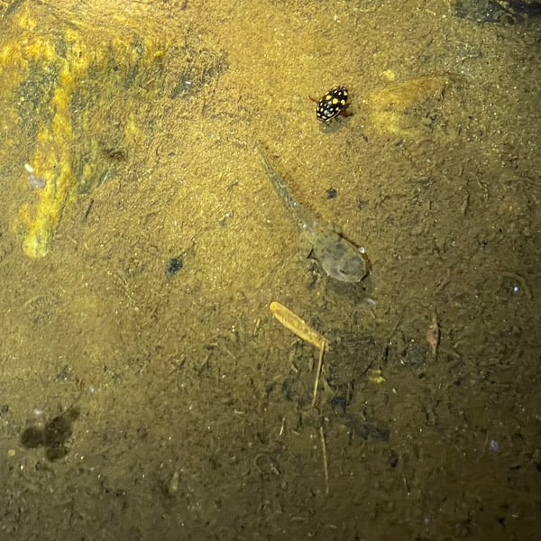 Thermonectus marmoratus
