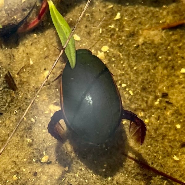 Cybister fimbriolatus