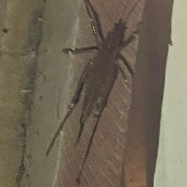 Orthoptera