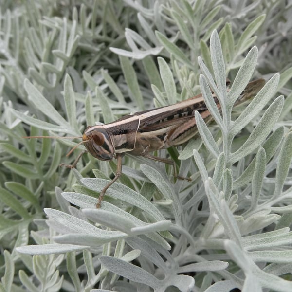 Acrididae