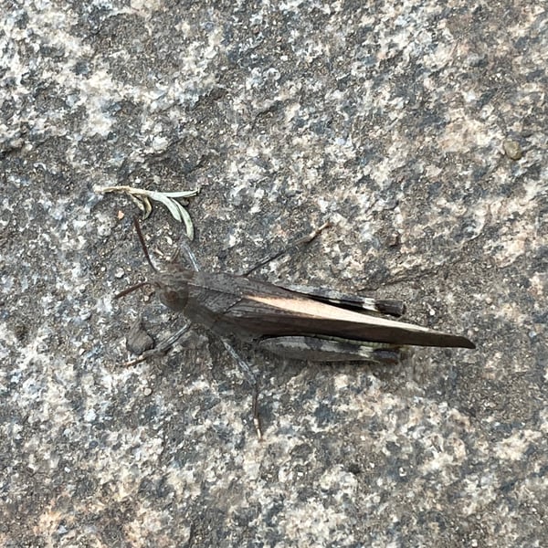 Arphia conspersa
