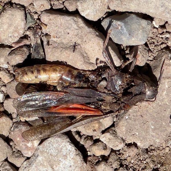 Arphia pseudonietana