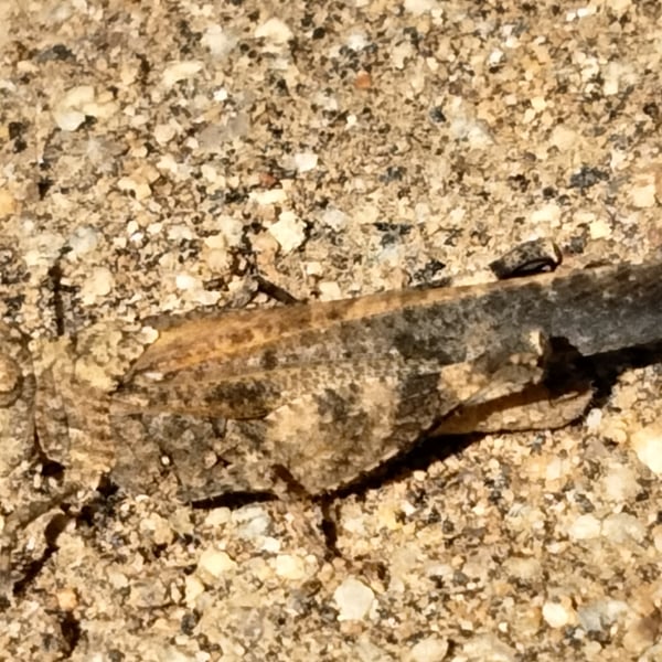 Lactista gibbosus
