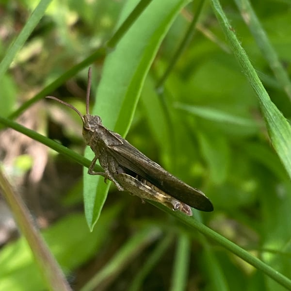 Chortophaga