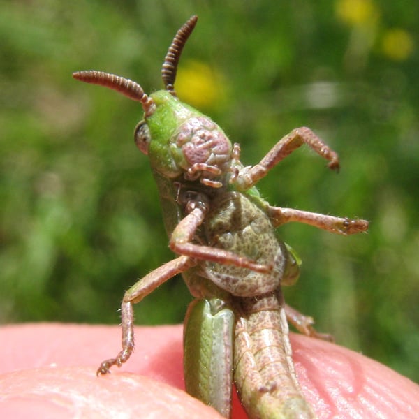 Chortophaga viridifasciata