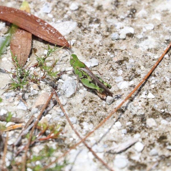 Chortophaga australior