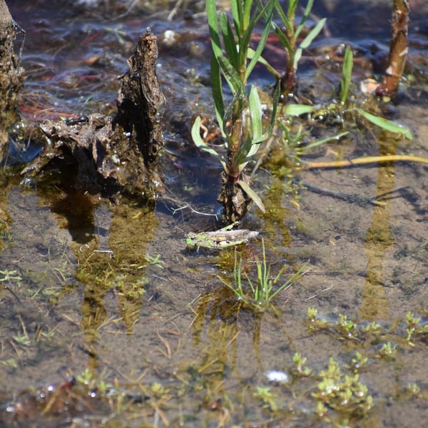 Chimarocephala pacifica