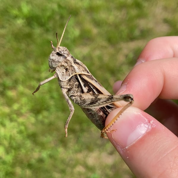 Hippiscus