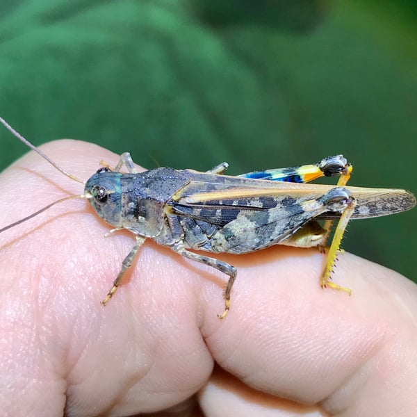 Pardalophora phoenicoptera