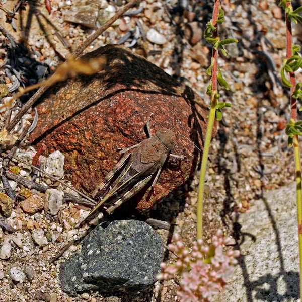Leprus intermedius
