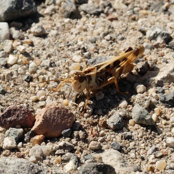 Camnula pellucida