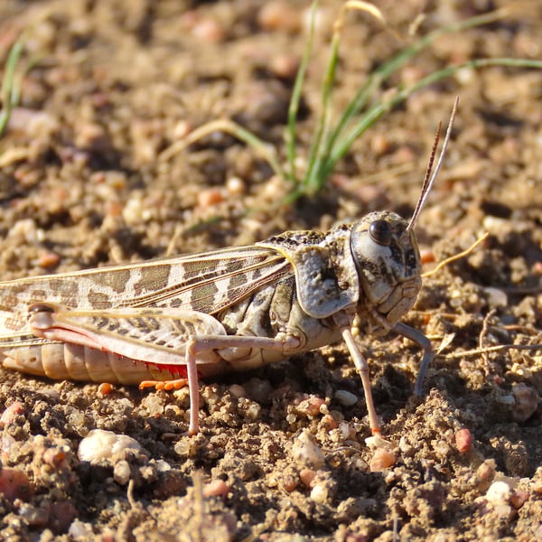 Xanthippus corallipes