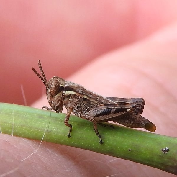 Melanoplus