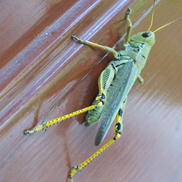 Melanoplus differentialis