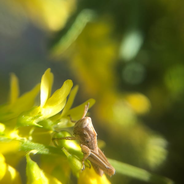 Melanoplus yarrowii