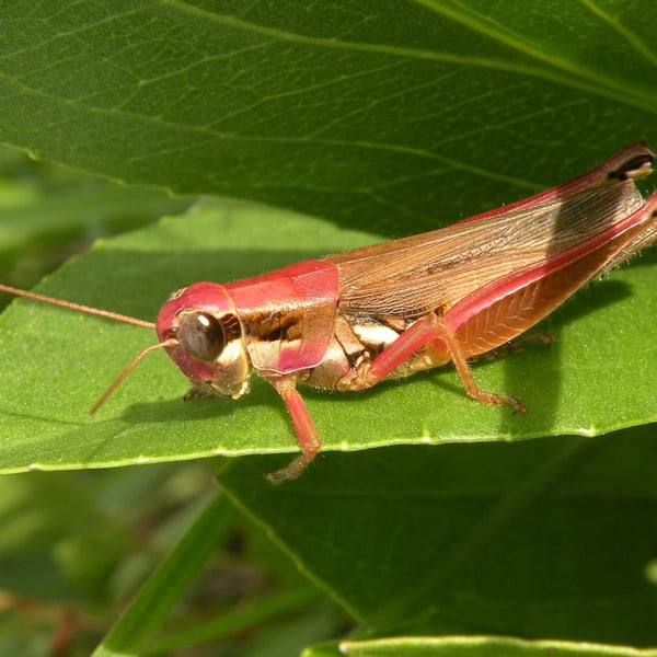 Melanoplus femurrubrum
