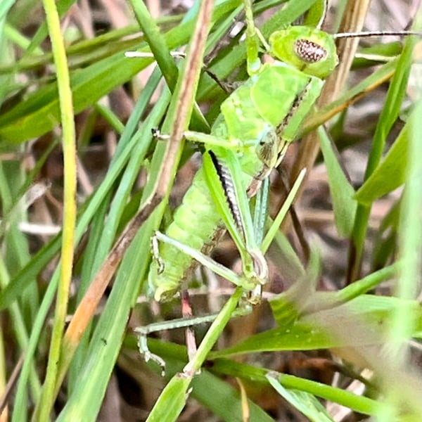 Melanoplus bivittatus