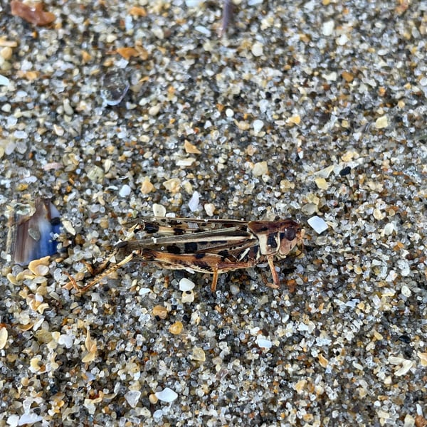 Melanoplus devastator