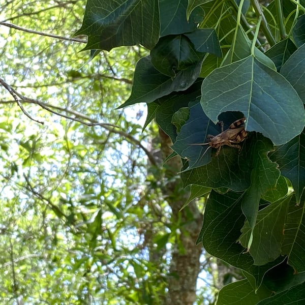 Melanoplus ponderosus
