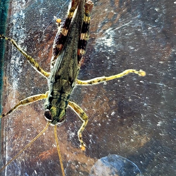 Melanoplus punctulatus