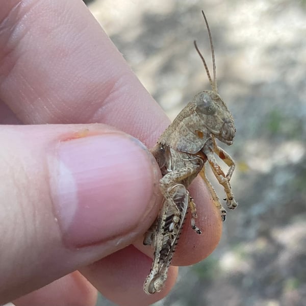 Melanoplus scudderi