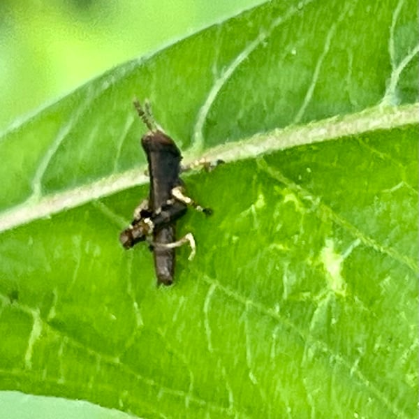 Melanoplus viridipes