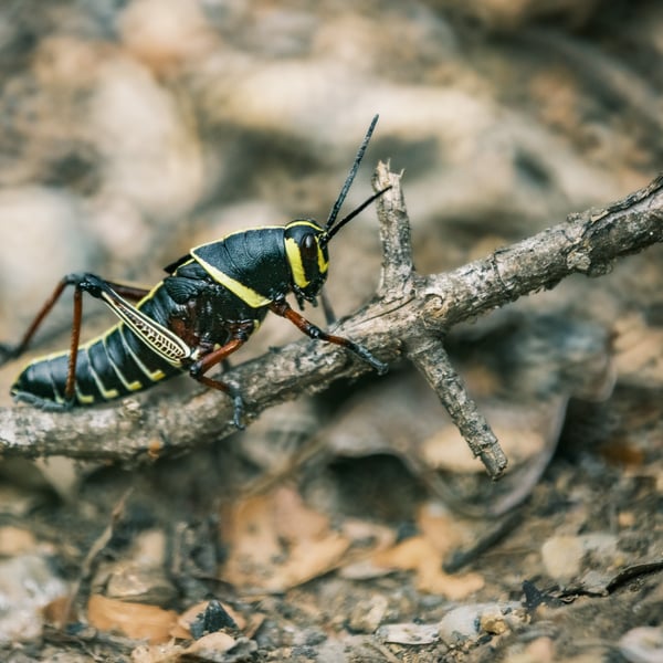 Taeniopoda tamaulipensis