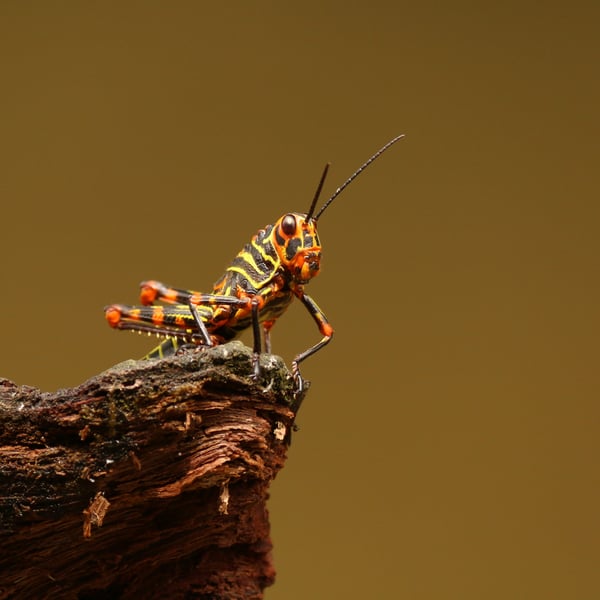 Tropidacris cristata