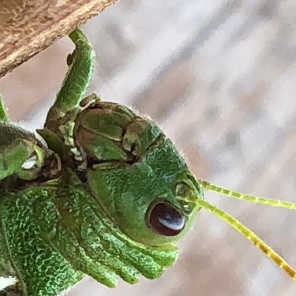 Tropidacris collaris