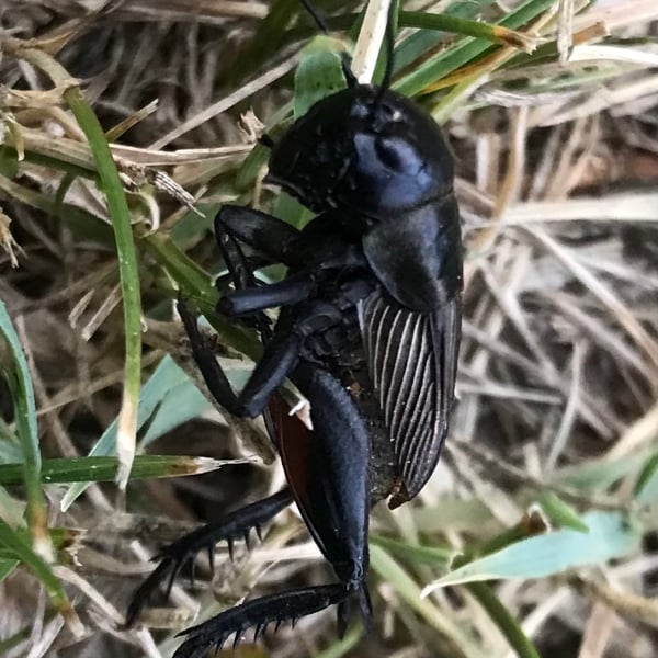 Gryllidae
