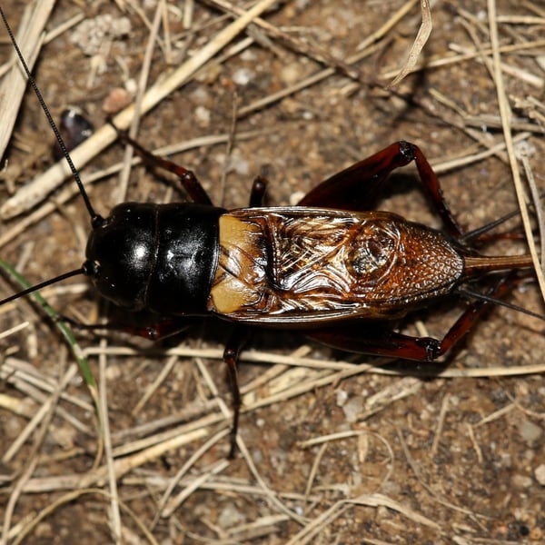 Gryllus bimaculatus