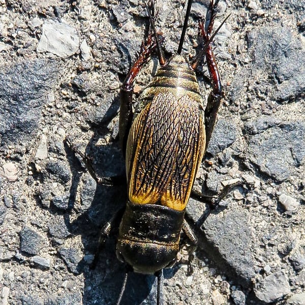 Gryllus campestris