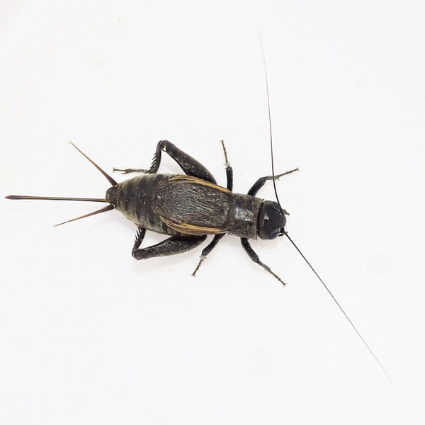 Gryllus pennsylvanicus