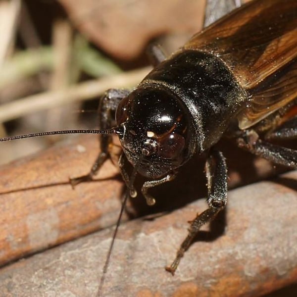 Teleogryllus commodus