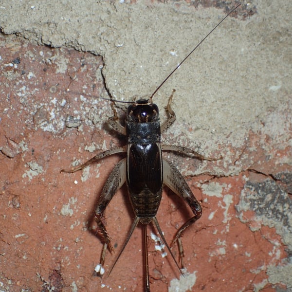 Velarifictorus micado