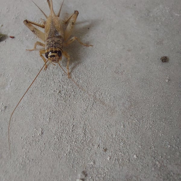 Eumodicogryllus bordigalensis