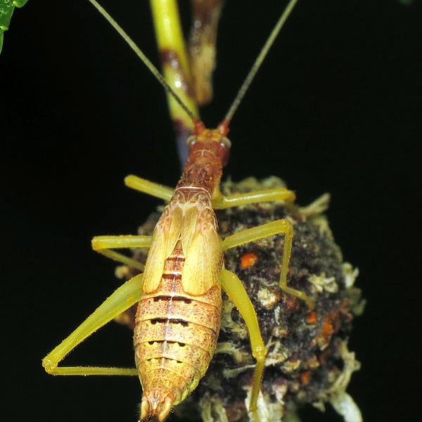 Neoxabea bipunctata