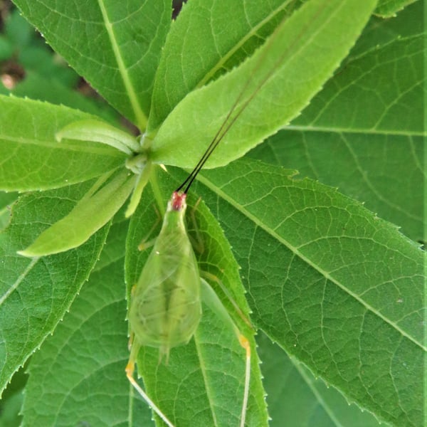 Oecanthus