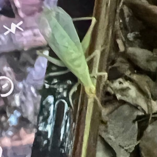 Oecanthus fultoni