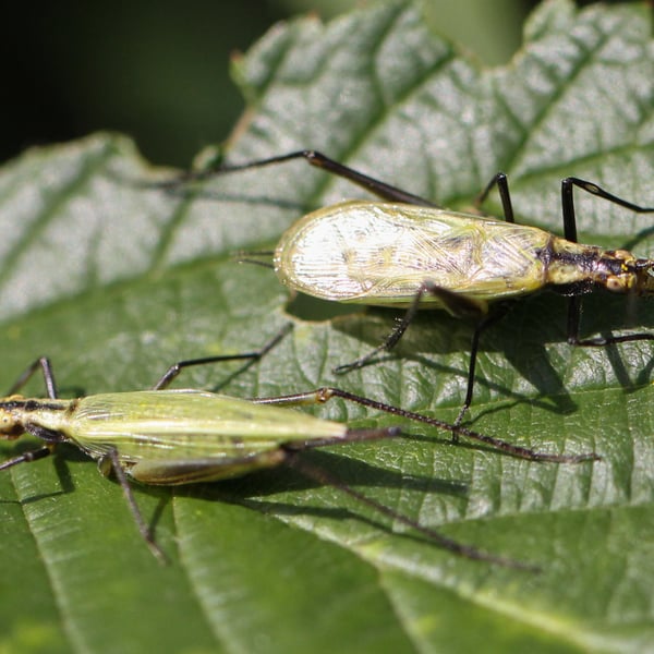 Oecanthus nigricornis